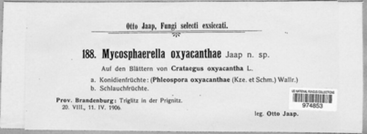 Mycosphaerella oxyacanthae image